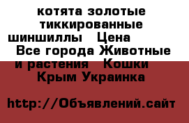 котята золотые тиккированные шиншиллы › Цена ­ 8 000 - Все города Животные и растения » Кошки   . Крым,Украинка